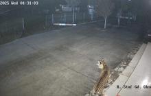 Fakta Unik: BKSDA Sumbar Siaga Satu Setelah Harimau Sumatera Terekam CCTV di Kantor BRIN Agam