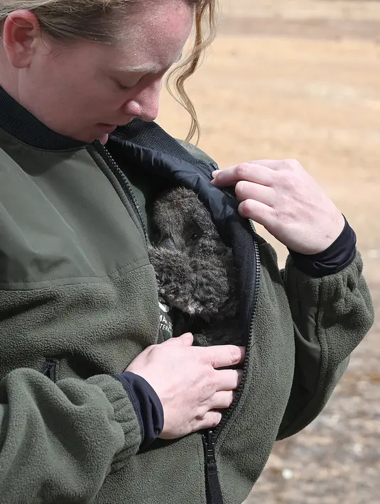 Humane Society International Crisis Response Specialist Kelly Donithan menggendong bayi koala yang baru saja diselamatkannya di Pulau Kanguru, Australia, 15 Januari 2020. Segala upaya dilakukan untuk menyelamatkan dan memulihkan habitat koala, termasuk berbagai pendekatan inovatif. (PETER PARKS/AFP)