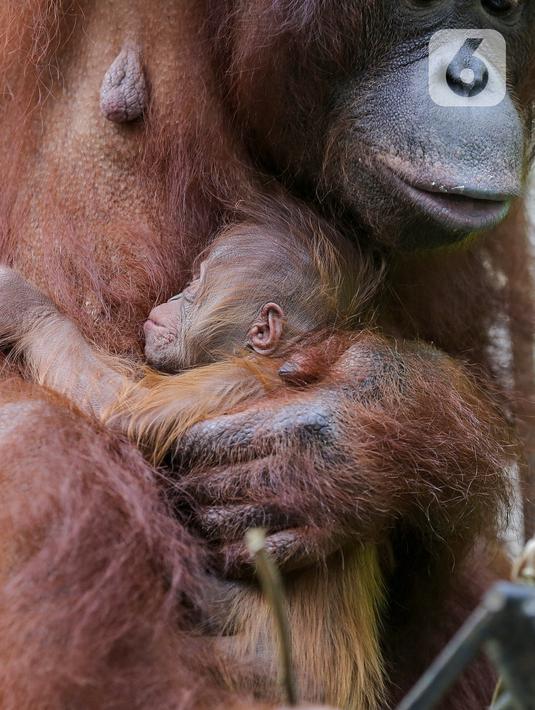 Foto Fitri Bayi Orangutan Yang Lahir Dalam Suasana Hari Raya Idul Fitri On Off Liputan6 Com