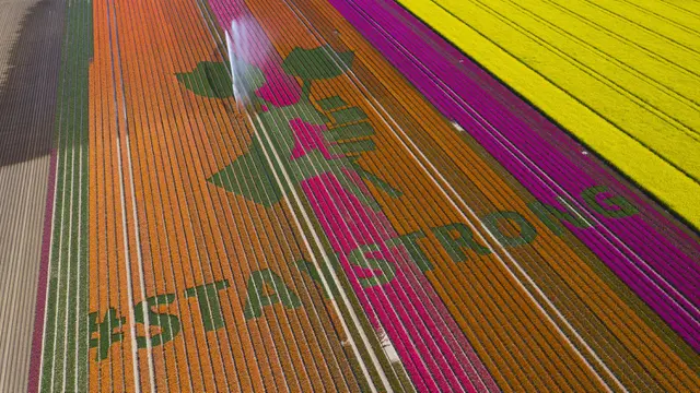 FOTO: Pesan Dukungan Lawan Corona Muncul di Ladang Tulip Belanda