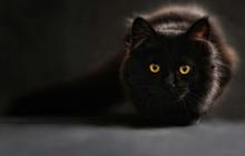 Segini Umur Rata-rata Kucing di Dunia, Kecuali Jenis Ini Usianya Pendek