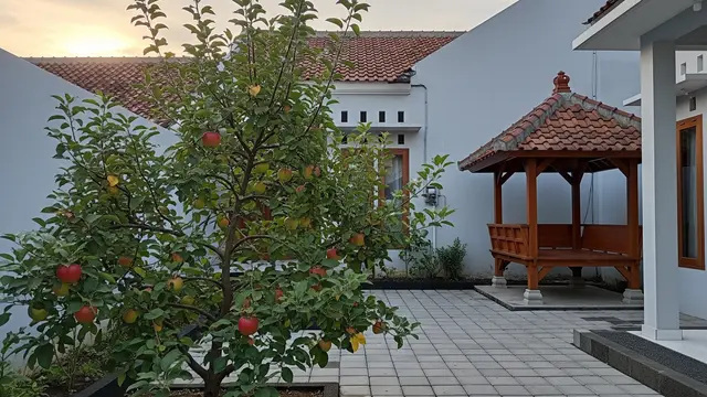 16 Pohon Buah yang Tidak Membuat Paving Cepat Rusak, Cocok Ditanam di Pekarangan