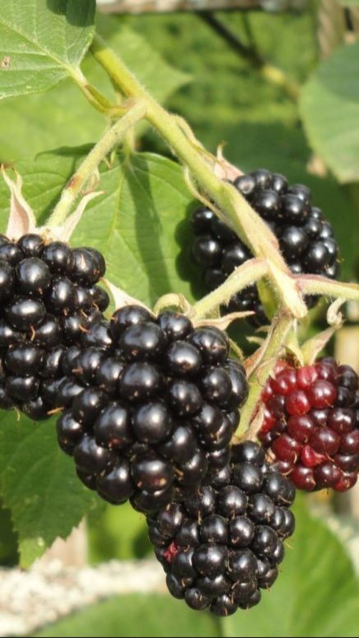 <b>Manfaat Boysenberry</b>