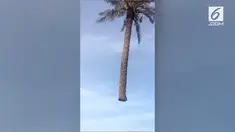 Banyak yang mengira jika melayangnya pohon palem di udara adalah trik sulap. Namun nyatanya bukan.