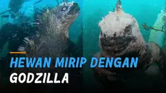 Iguana Laut  yang memiliki kemiripan dengan Godzilla ini hanya bisa ditemukan di Kepulauan Galapagos, Ekuador.