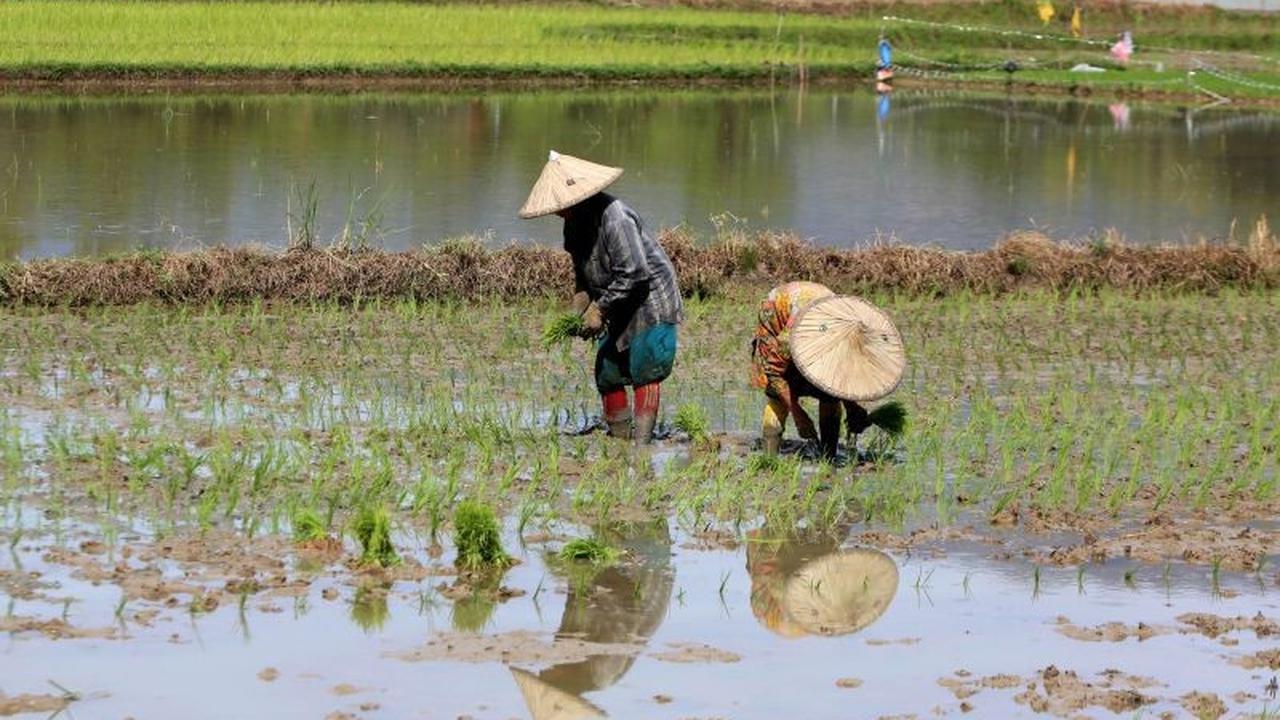 Fakta Mengejutkan: 17,2 Juta Petani Gurem Terpinggirkan, DPR Desak Pemerintah Buat Kebijakan Khusus Atasi Kemiskinan