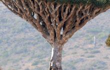 Socotra, Pulau Tempat Dajjal Dirantai Tuhan?