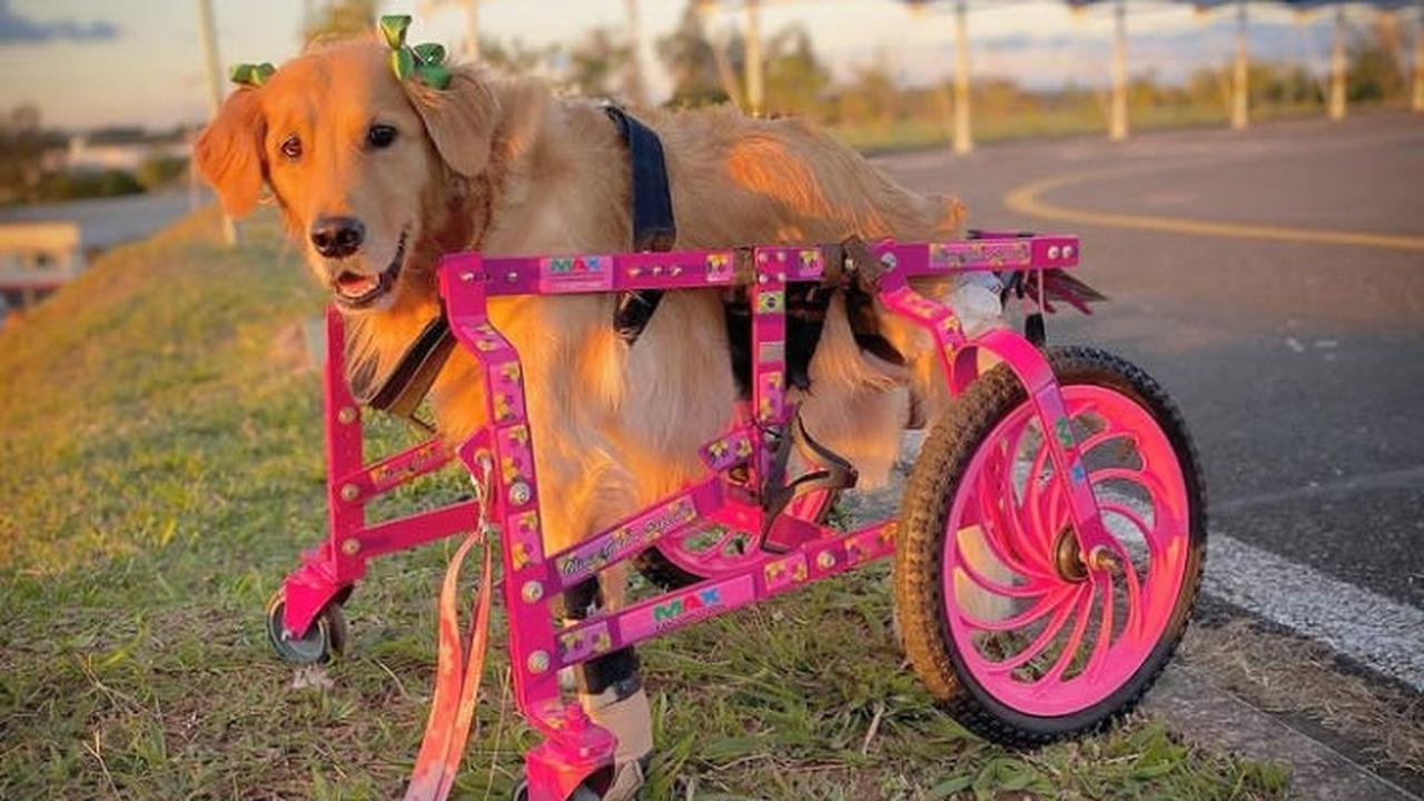 Olivia, anjing disabilitas