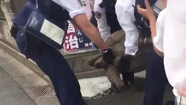 Polisi Jepang Kewalahan Tangkap Kura-Kura Seberat 30 Kilogram