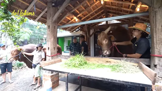 Sapi Kurban Jumbo Golden dan Wariso Bertemu
