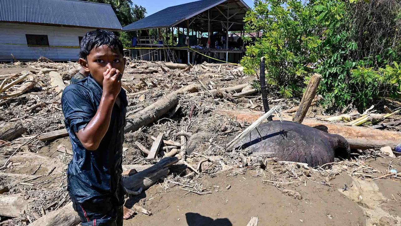 FOTO: Menyedihkan! Gajah Sumatera Ditemukan Tewas Terjebak Material Banjir Bandang di Pidie Jaya