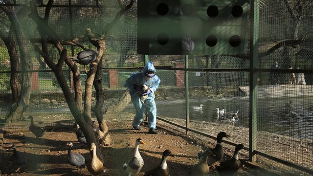 <span>Seorang dokter departemen satwa liar India menangkap bebek untuk mengumpulkan sampel swab di taman Manda di Jammu, India (7/1/2021). India pertama kali mendeteksi flu burung strain H5N8 sepekan lalu setelah kawanan burung ditemukan mati di berbagai negara bagian. (AP Photo/Channi Anand)</span>