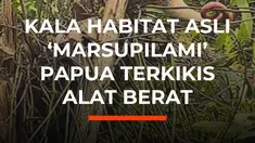Sebuah video memperlihatkan fenomena pilu seekor kuskus Papua satwa marsupial endemik yang langka dan dilindungi tampak kebingungan saat pepohonan tempat tinggal mereka digusur ekskavator. Satwa berekor panjang ini menggantungkan seluruh hidupnya pada tajuk pohon tinggi. Dengan gerakannya yang la...