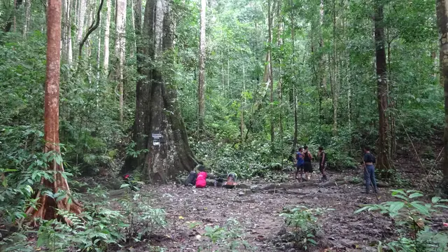 Hutan Gunung Batusibela di Maluku
