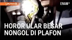 Evakuasi menegangkan terjadi di kawasan Rungkut Tengah, Surabaya, saat petugas pemadam kebakaran harus berjibaku mengevakuasi seekor ular piton sepanjang 4 meter dari plafon rumah warga.