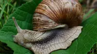 7 Trik Sederhana Usir Siput Taman 