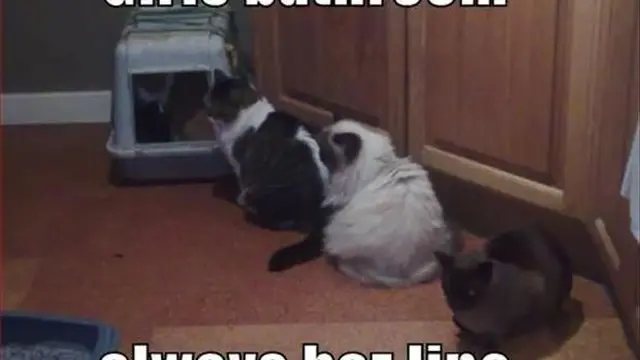 6 Pose Absurd Kucing Saat di Litter Box Ini Kerap Bikin Tepuk Jidat