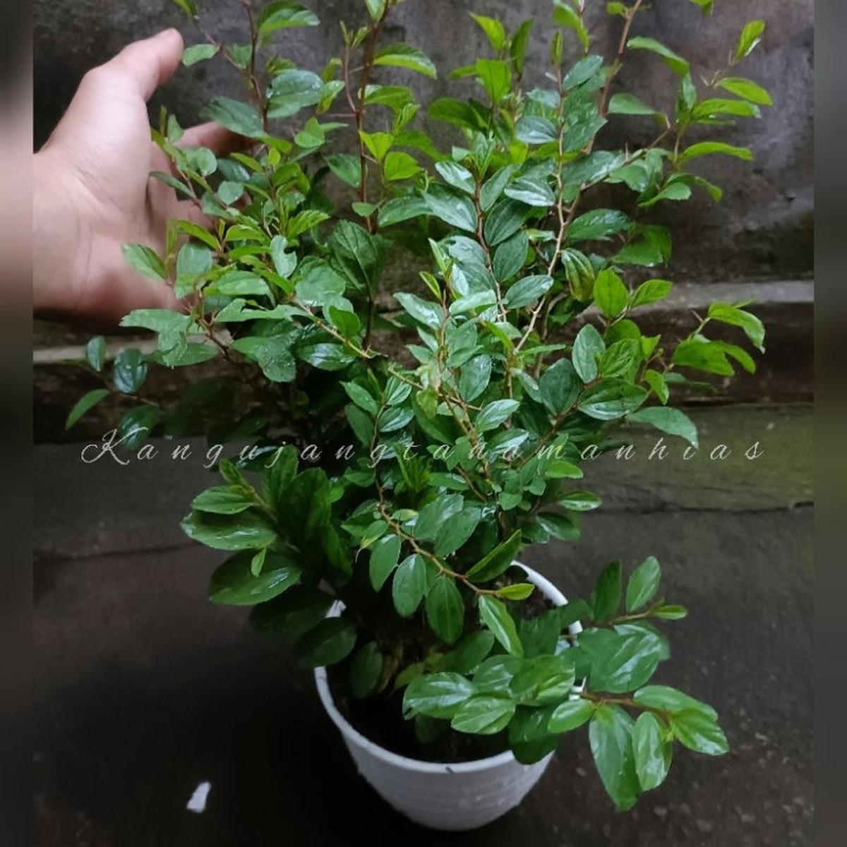 Pohon Bidara