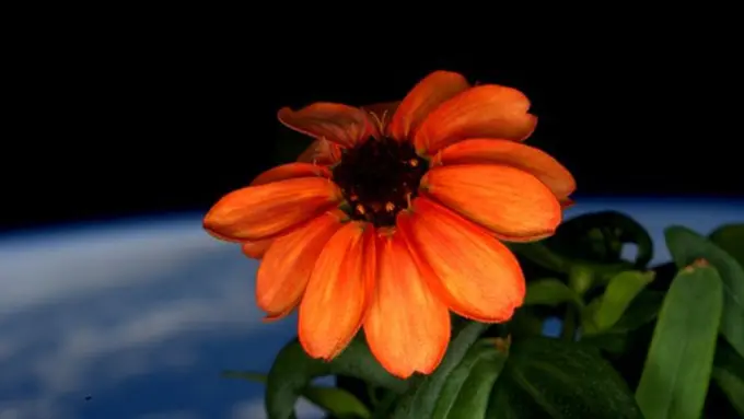 Pertama! Astronot NASA Tanam Bunga di Luar Angkasa