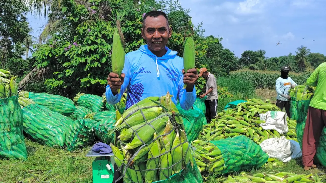 jagung manis