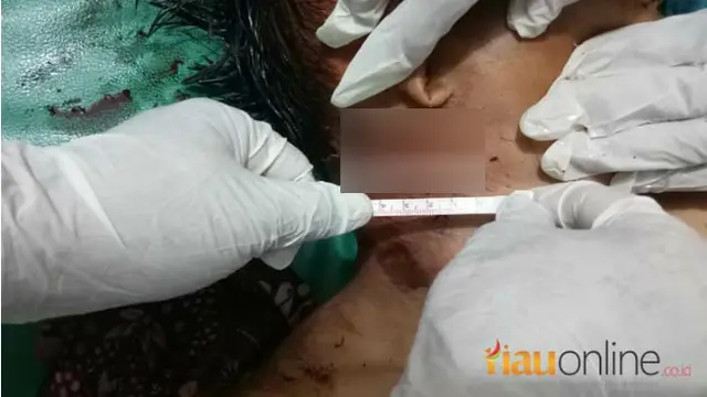 Harimau Terkam Buruh Bangunan di Indragiri Hilir