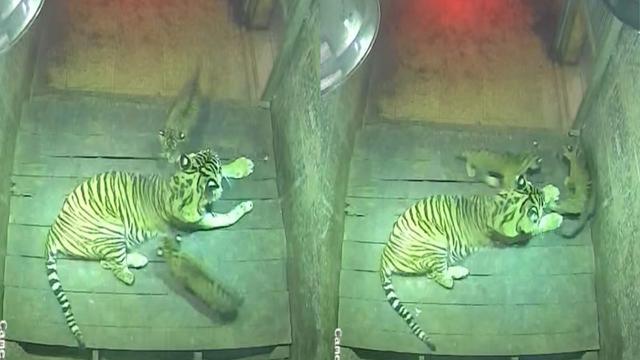 Indikator Positif Upaya Konservasi Harimau Sumatera