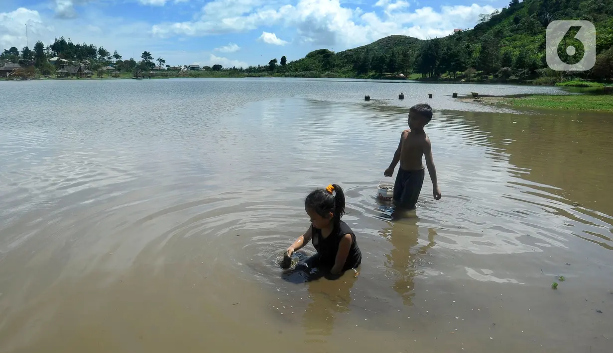 Anak-anak mengumpulkan kerang atau kijing di kawasan Situ Rawa Gede, Sirnajaya, Bogor, Jumat (6/1/2023). Dalam sehari mereka rata-rata mendapatkan empat hingga lima kilogram (kg) seharga Rp 20 ribu. (merdeka.com/ Arie Basuki)