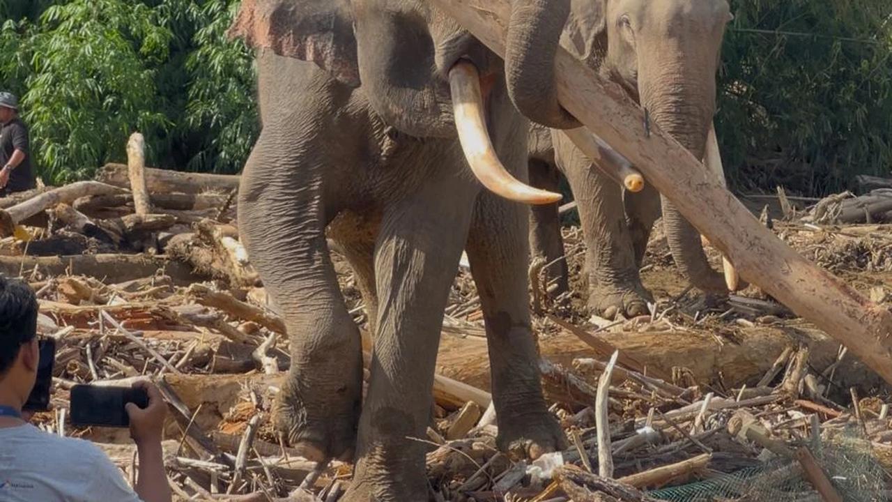 Gajah bantu bersihkan material berat banjir aceh
