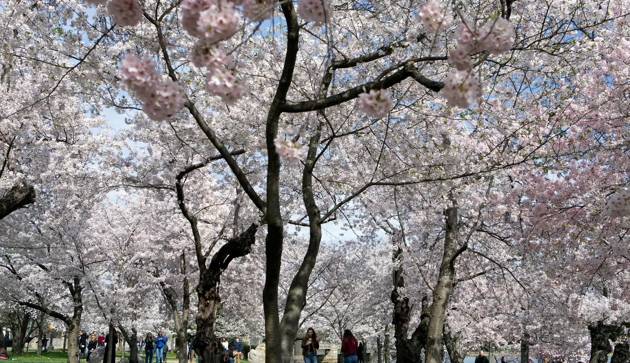 Pengunjung berjalan menikmati pohon sakura yang mekar penuh di Tidal Basin, Washington, Minggu (22/3/2020). Karena virus corona, otoritas National Mall and Memorial Parks meletakkan papan tanda peringatan kepada wisatawan untuk tetap menjaga jarak sosial antar pengunjung. (AP/Jose Luis Magana)