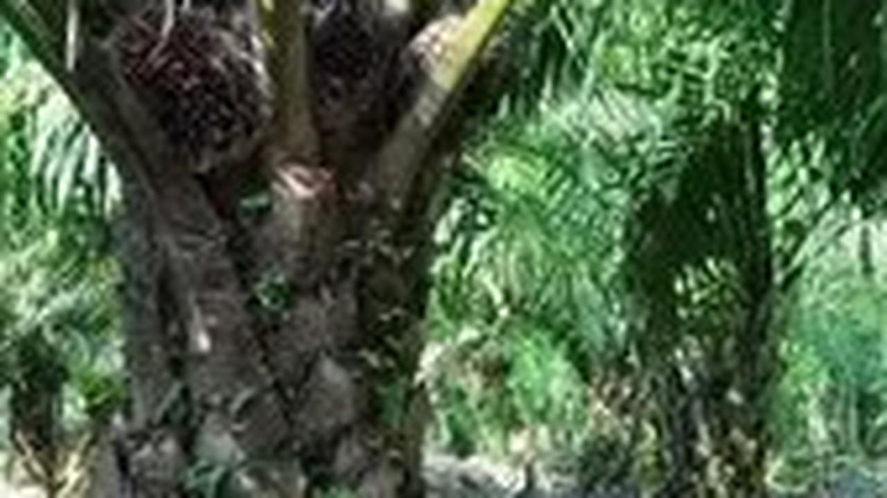 RI Penghasil Kelapa Sawit Terbesar di Dunia, Tapi yang Untung Malah Malaysia & Belanda