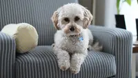 Ilustrasi Mimpi Melihat Anjing Credit: pexels.com/Dominic