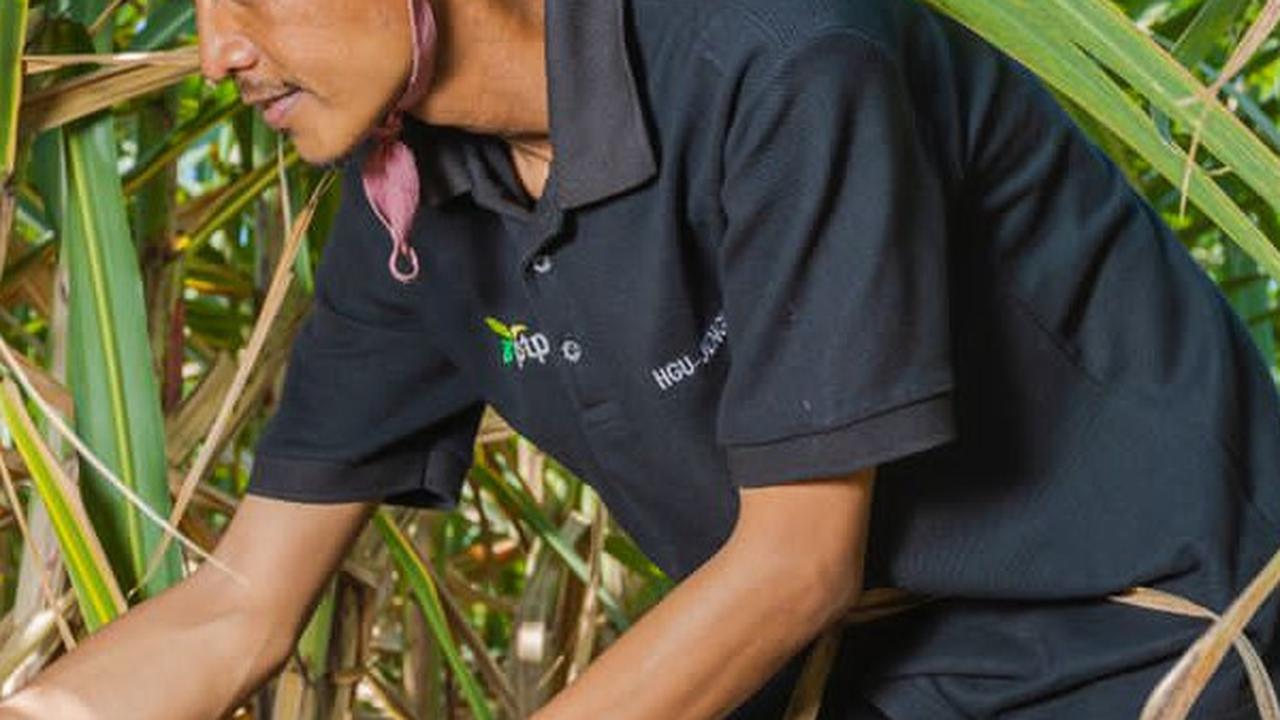 Kondisi Perusahaan Membaik, PTPN I Bayar Santunan Hari Tua Rp550 Miliar ke Pensiunan