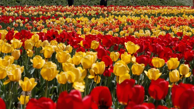 Bunga Tulip Bermekaran Saat Musim Semi di Korsel