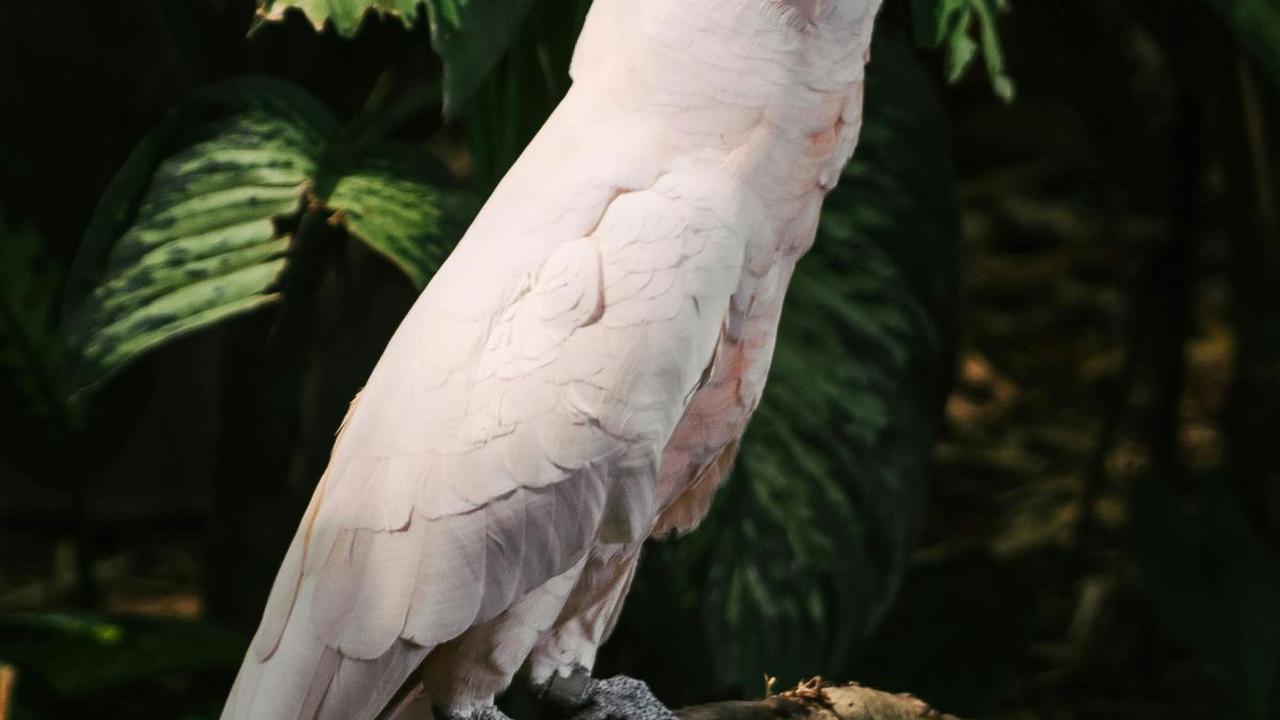 <b>Kakatua Maluku</b>