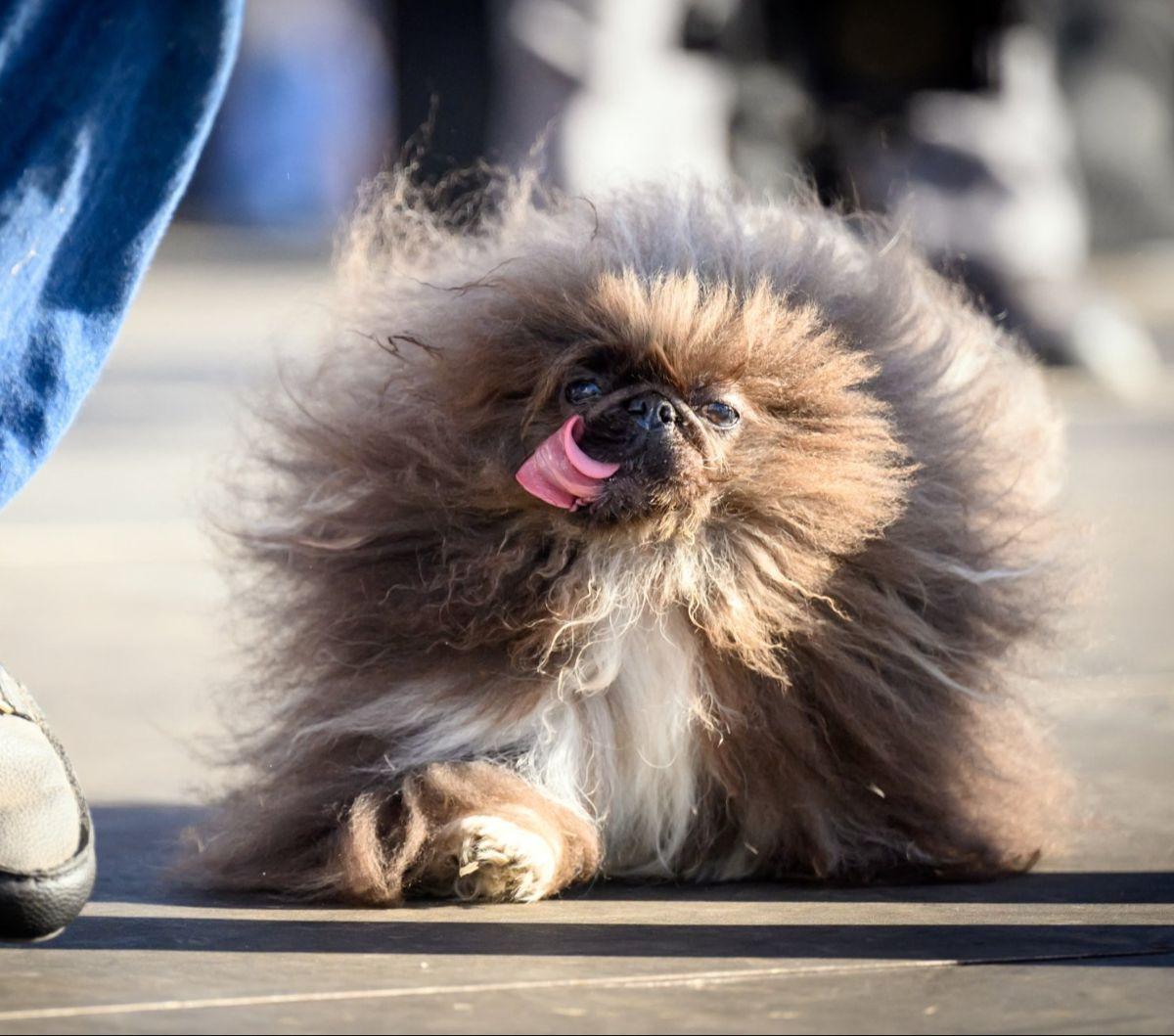 Anjing Peking bernama&nbsp;Wild Thang berjalan di atas panggung selama mengikuti Kompetisi Anjing Paling Jelek di Dunia di Sonoma-Marin Fair, Petaluma, California, Amerika Serikat, pada 21 Juni 2024.&nbsp;Anjing-anjing dengan fisik yang "berbeda" kembali 