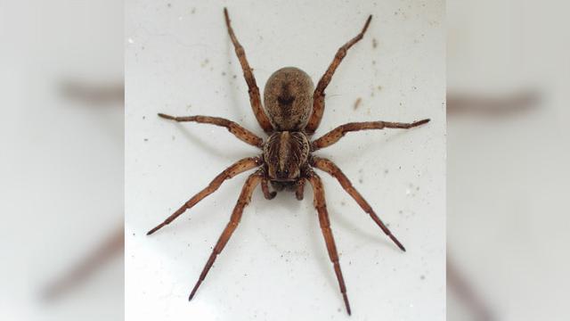 Ilustrasi laba-laba serigala