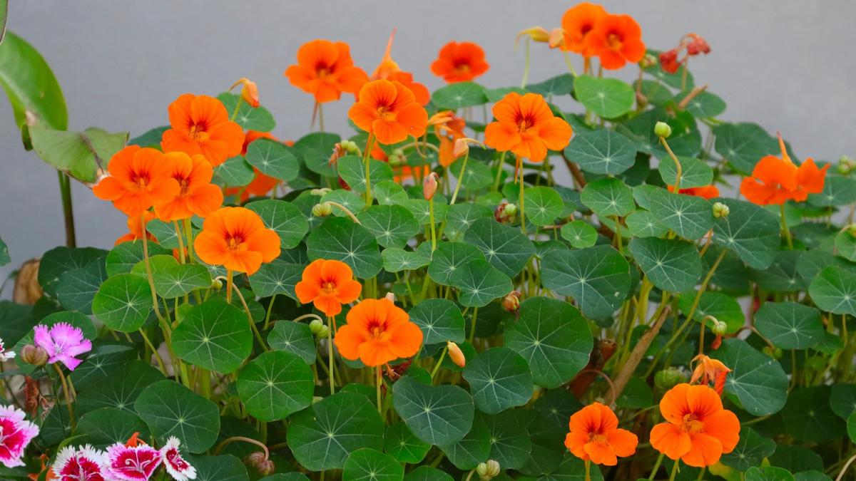 Nasturtium