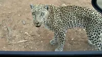 Binatang peliharaan terkadang memohon minta diajak masuk dalam mobil, tapi lain cerita kalau leopard yang meminta masuk.