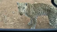 Seekor Leopard Berusaha Menyerang Pengunjung Taman Nasional