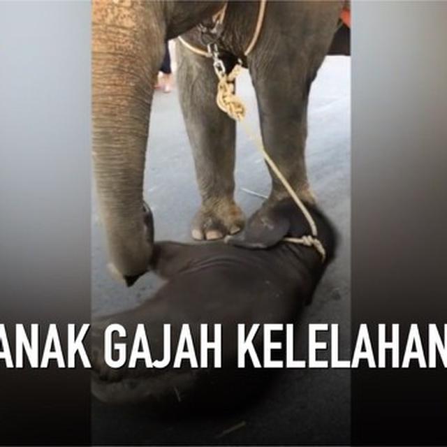 Download 840 Gambar Gajah Ketawa  Gratis HD