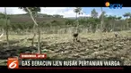 Indikasi adanya paparan gas beracun Kawan Ijen juga dilihat dari tanaman liar di sepanjang bantaran Sungai Kali Pahit.