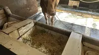 Daur Ulang Cerdas ala Kampung Sanan: Limbah Tempe Jadi Pakan Sapi dan Biogas