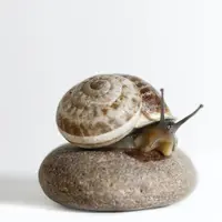 Ilustrasi Siput Credit: pexels.com/John