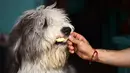 Anjing Old English Sheep bernama Super menyantap es krim yang diberikan oleh pemiliknya di kedai es krim khusus anjing di Mexico City, ibu kota Meksiko, Minggu (9/4). Es krim di toko ini telah didesain khusus menjadi makanan anjing. (RONALDO SCHEMIDT/AFP)