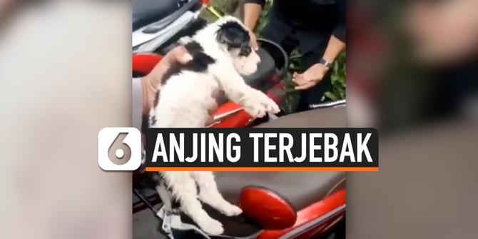 VIDEO: Anak Anjing Terjebak di Jok Motor Sitaan Razia Balap Liar