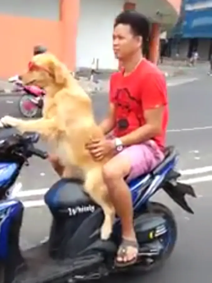 Anjing Pintar