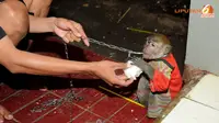 Topeng Monyet, Eksploitasi di Balik Hiburan