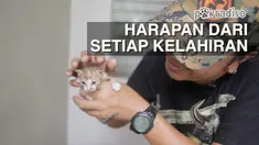 Doni Herdaru dari Animal Defenders mendapat laporan terdapat enam anak kucing yang usianya baru beberapa hari, namun induknya telah wafat akibat terlindas mobil.