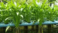 7 Cara Menanam Kangkung Menggunakan Air Kolam Ikan agar Tumbuh Subur dan Cepat Panen