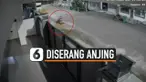 PEJALAN KAKI DISERANG ANJING PELIHARAAN HINGGA TERLUKA